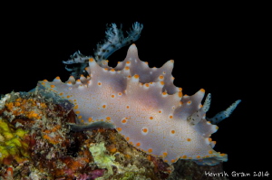Night Nudi by Henrik Gram Rasmussen 